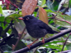 Turdus nigrescens