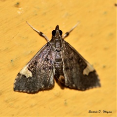 Deuterophysa