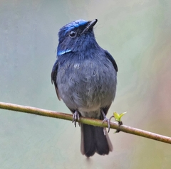 Niltava macgrigoriae