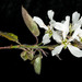 Amelanchier canadensis - Photo (c) Steve Waller, some rights reserved (CC BY-NC), uploaded by Steve Waller