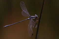 Archiargiolestes pusillus