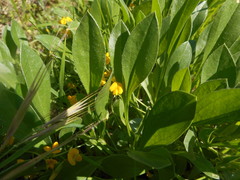 Scorpiurus muricatus