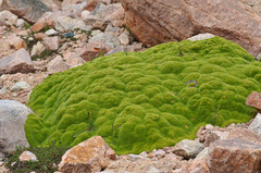 Thylacospermum caespitosum
