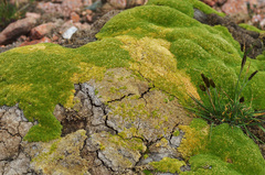 Thylacospermum caespitosum