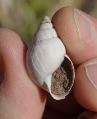 Rabdotus dealbatus dealbatus