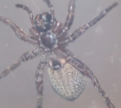 Varacosa avara
