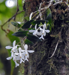 Image of Epidendrum endresii
