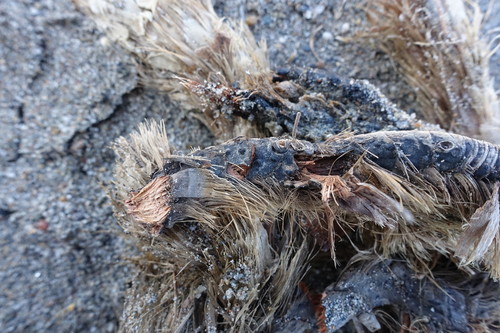 Representative image of Halotthiaceae