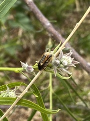 Ripiphorus rex