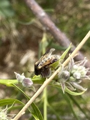 Ripiphorus rex