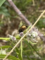 Ripiphorus rex