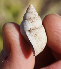 Rabdotus dealbatus dealbatus