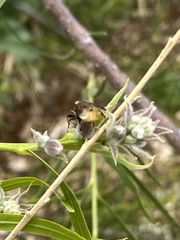 Ripiphorus rex