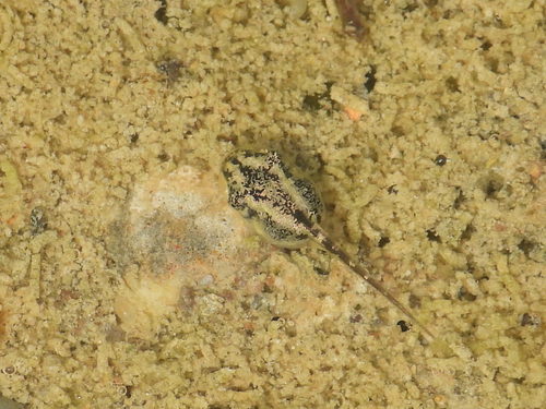 Italian Tree Frog, Provincia di Varese, Italia, photo 10 of 10