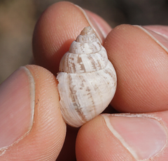 Rabdotus dealbatus dealbatus