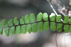 Asplenium trichomanes trichomanes