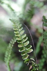 Asplenium trichomanes trichomanes