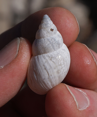 Rabdotus dealbatus dealbatus