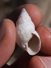 Rabdotus dealbatus dealbatus