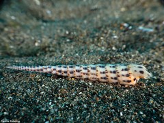 Terebra corrugata