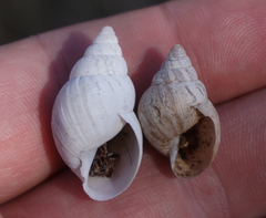 Rabdotus dealbatus dealbatus