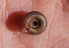 Discus whitneyi