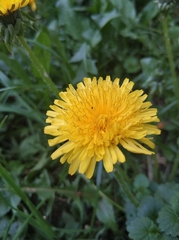 Taraxacum officinale