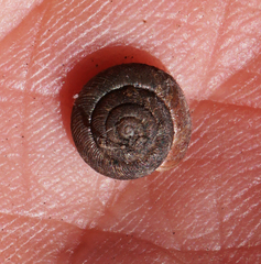 Discus whitneyi