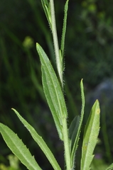 Biscutella auriculata