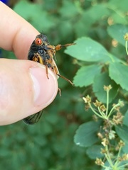 Magicicada septendecula