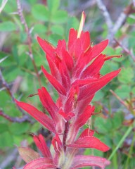 Castilleja miniata dixonii