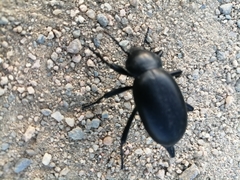 Coleoptera