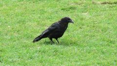 Corvus corone