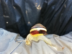 Cepaea nemoralis