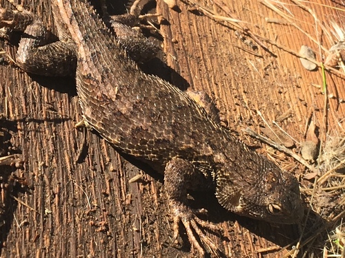 iNaturalist observation photo of Coast Range Fence Lizard