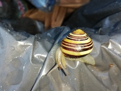 Cepaea nemoralis