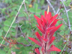 Castilleja miniata dixonii