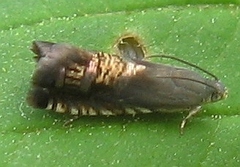 Grapholita angleseana