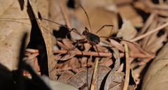 Protolophus tuberculatus