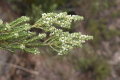 Phylica elimensis
