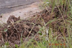 Sus scrofa domesticus