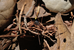 Protolophus tuberculatus