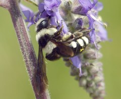 Andrena ornata