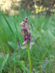 Dactylorhiza sambucina