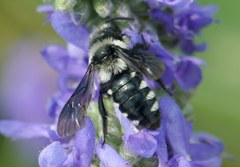 Andrena ornata