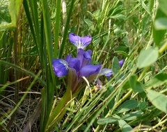 Iris pontica