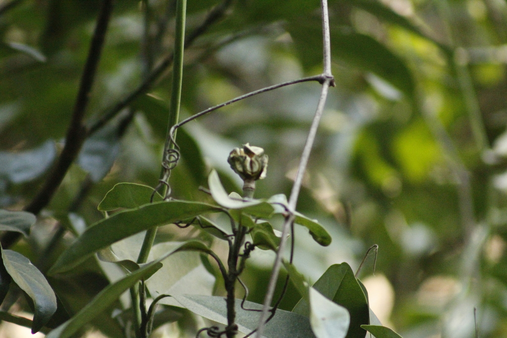 Magnolia granbarrancae