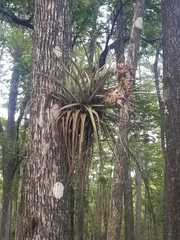 Tillandsia utriculata