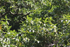 Magnolia granbarrancae