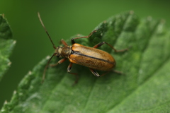Cortodera humeralis